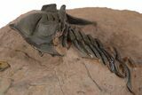 Pseudocryphaeus Trilobite With Metacanthina - Lghaft, Morocco #339620-5